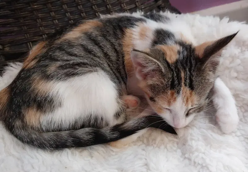 Bobbie IN FOSTER, photo 3