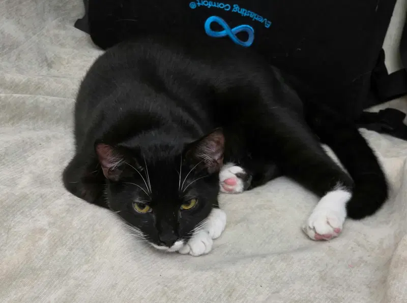 Pinecone, a male cat up for adoption