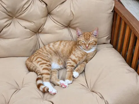 Watch the video of Ziggy