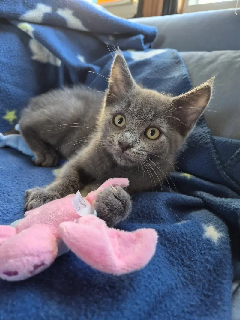 C344 Litter Lightning, a male kitten up for adoption