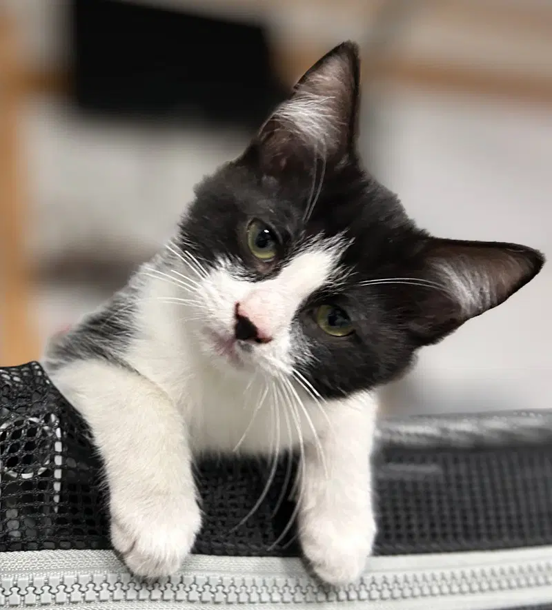 Cayden, a male kitten up for adoption