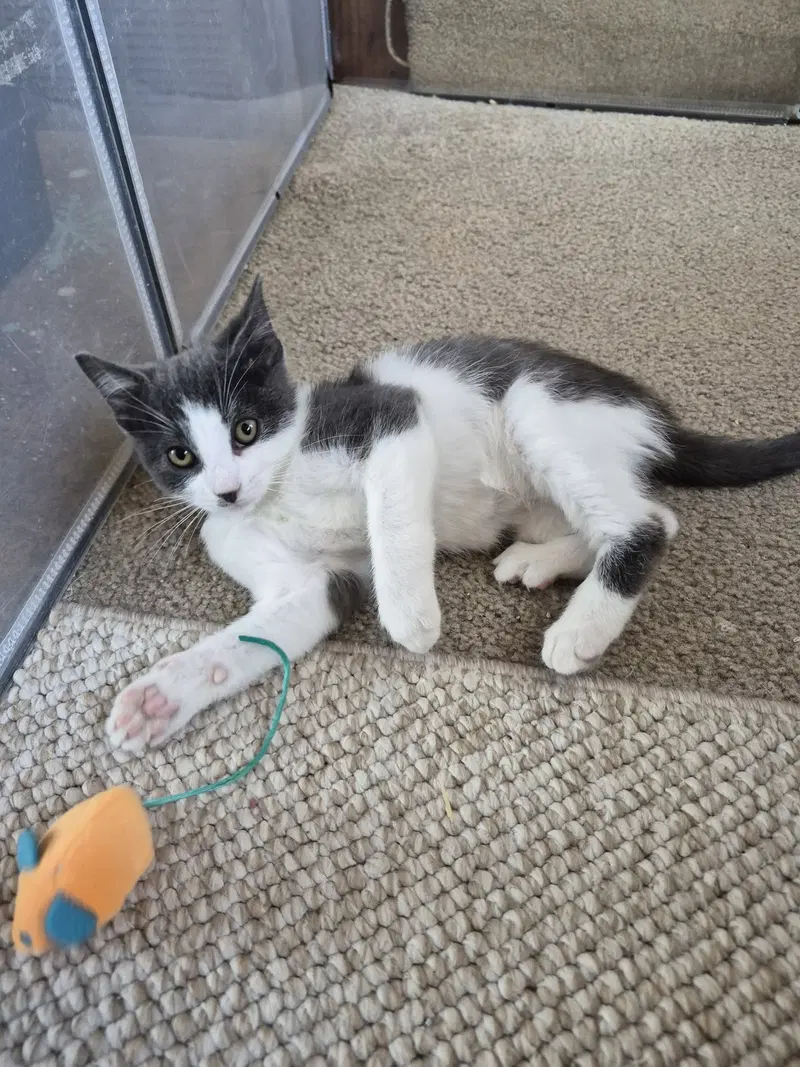 C344 Litter Flurry, photo 2