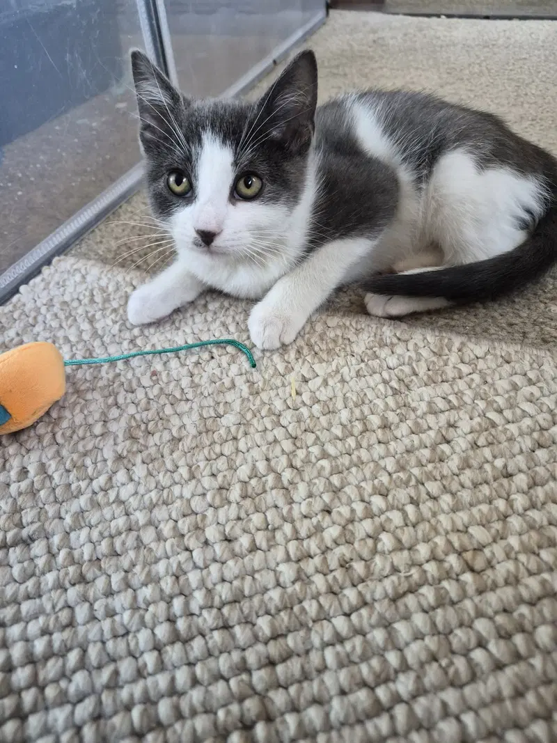 C344 Litter Flurry, a female kitten up for adoption