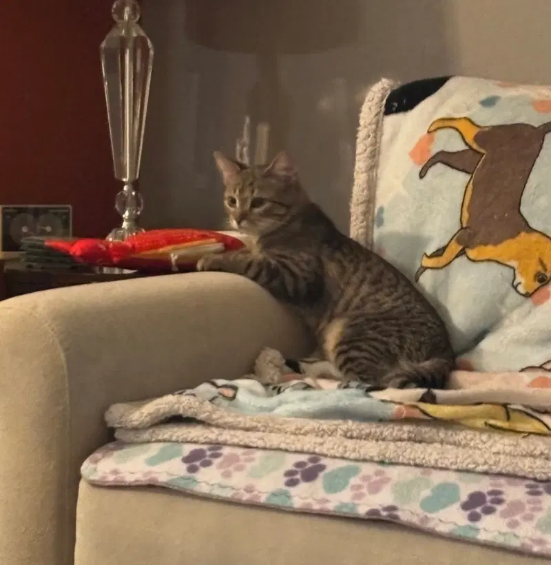 Snickers, photo 9