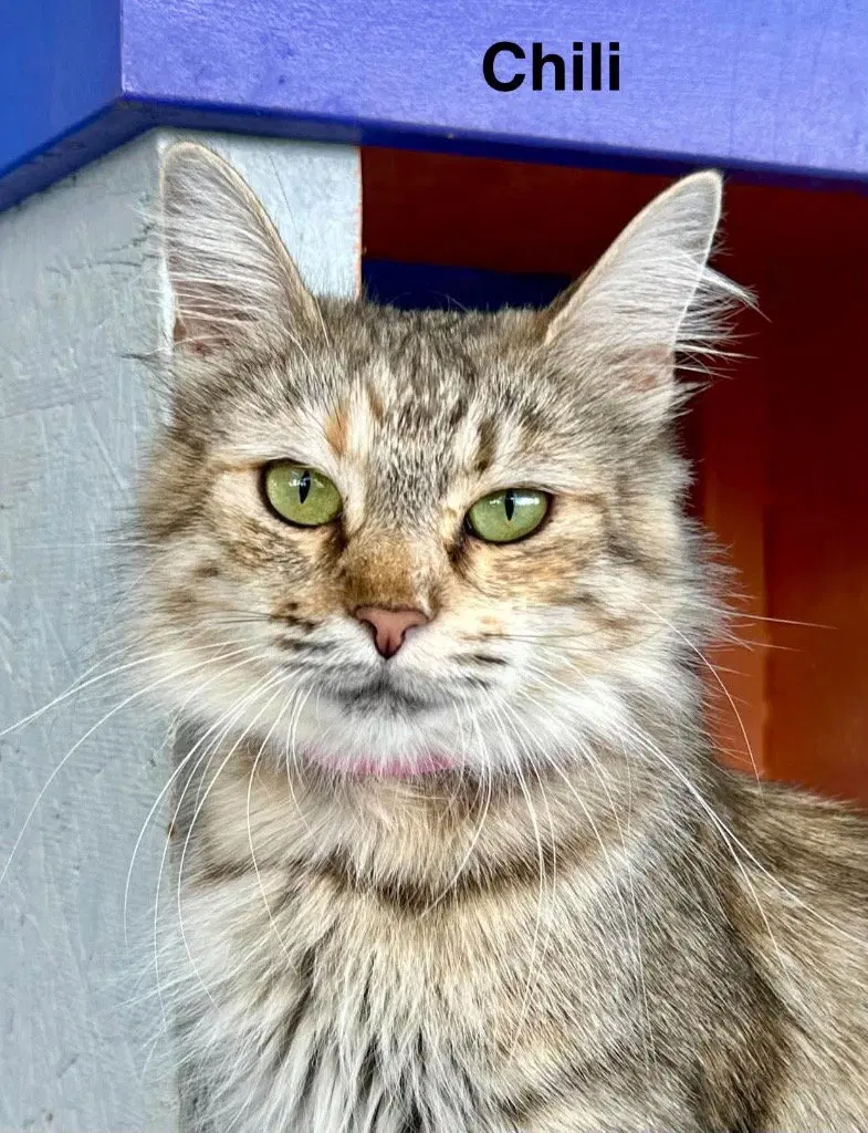 Chilli, a young female Dilute Calico cat up for adoption