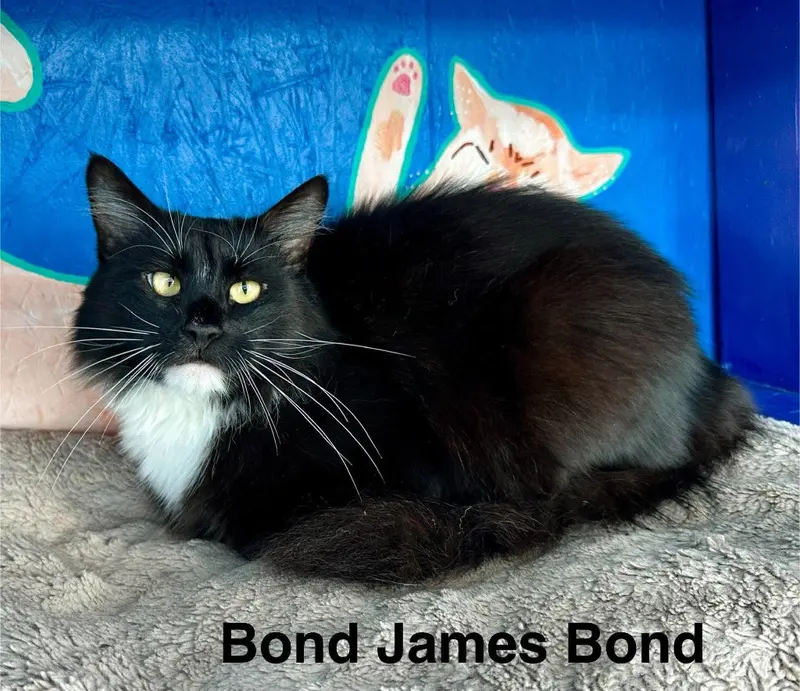 Bond James Bond, an adult male cat up for adoption