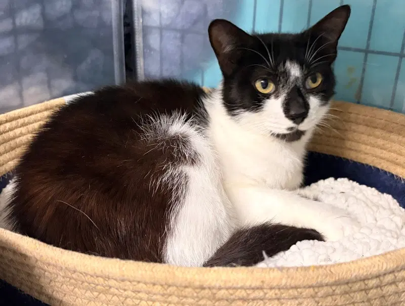 Maxine, an adult female cat up for adoption