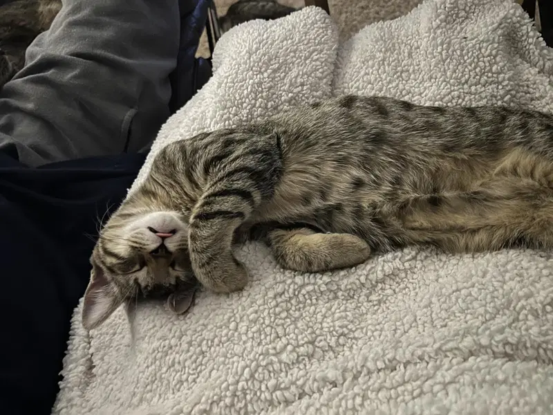 Han Solo, a young male Tabby cat up for adoption