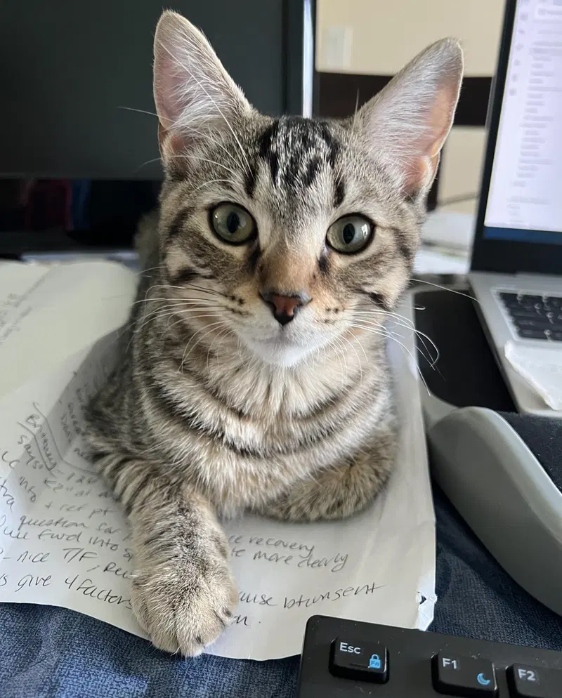 Chewy, a young male Tabby cat up for adoption