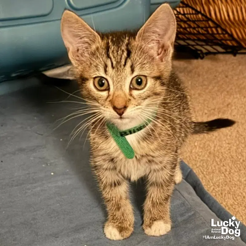 Bliss, a female kitten up for adoption
