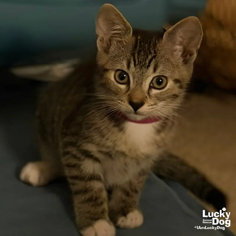 Betty, a female kitten up for adoption