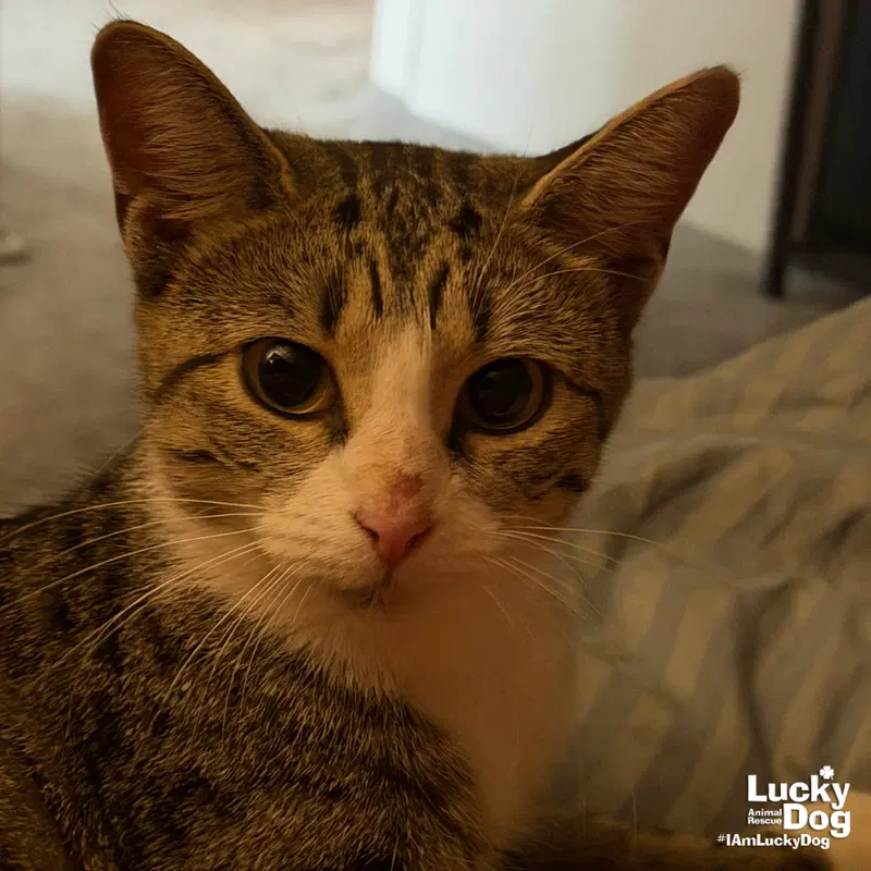 Elena, an adult female cat up for adoption