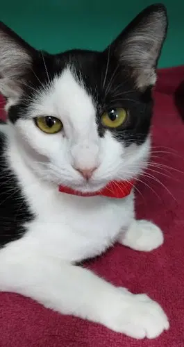 Karine, a young female cat up for adoption