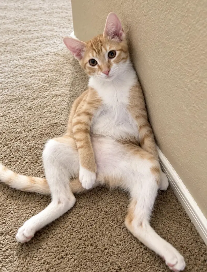 Milomillion Zillion, a male Tabby kitten up for adoption