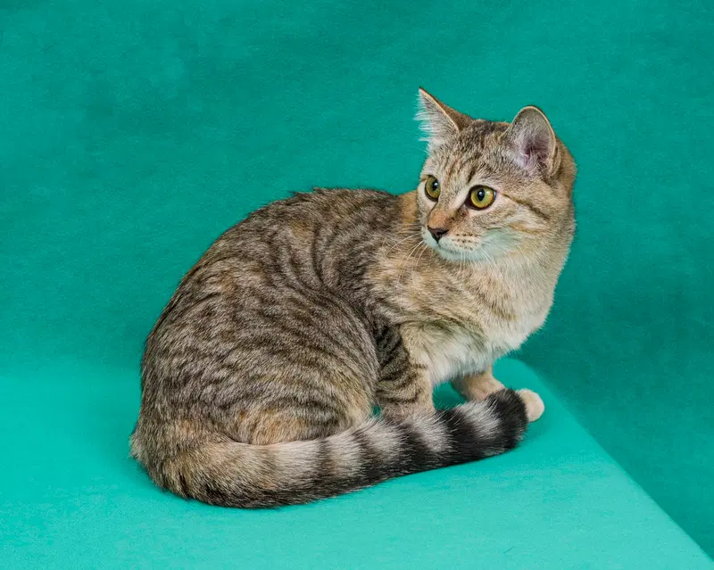 Junebug, a young female cat up for adoption