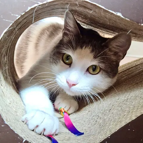 Watch the video of Pixel