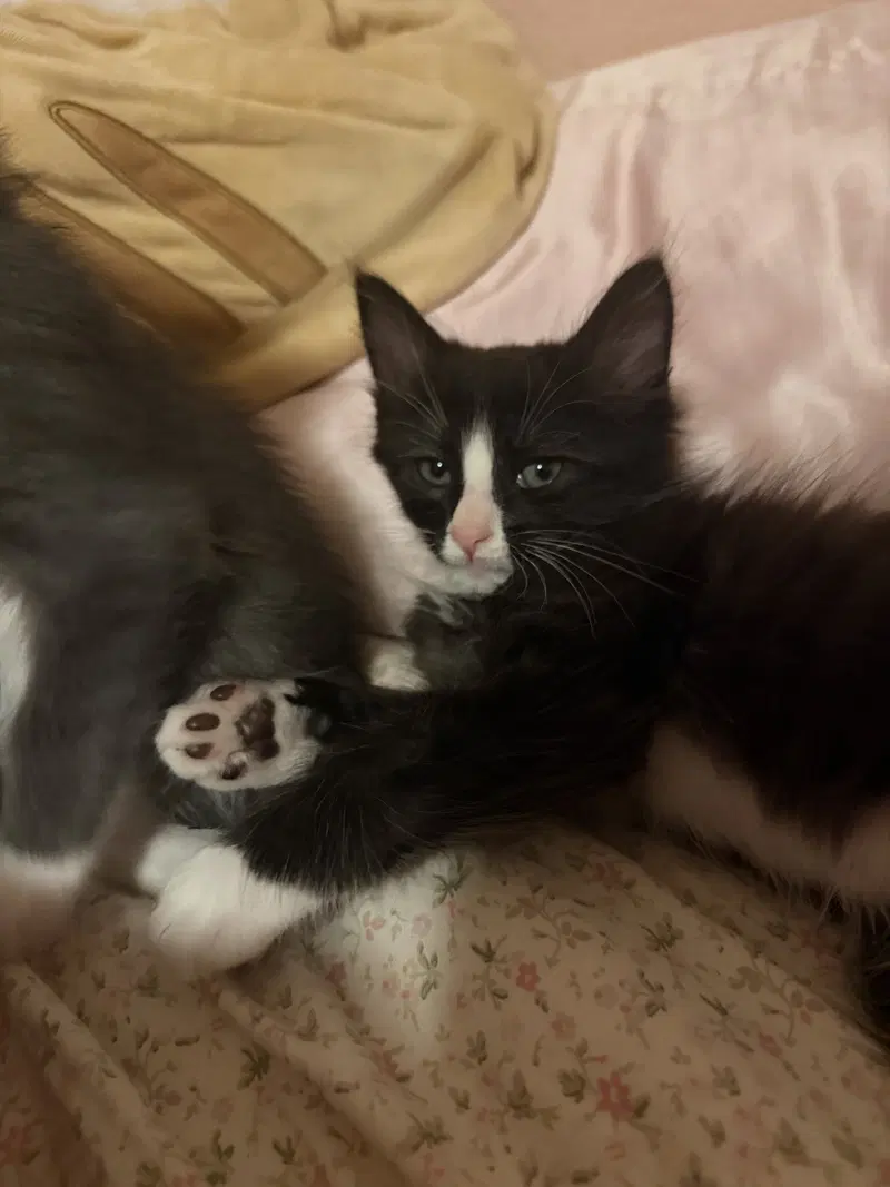 Dingo, a young male cat up for adoption