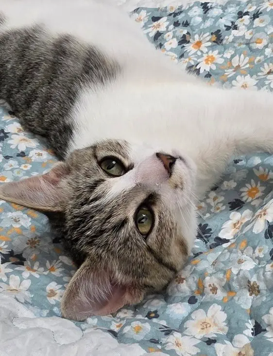 Cricket, a male kitten up for adoption
