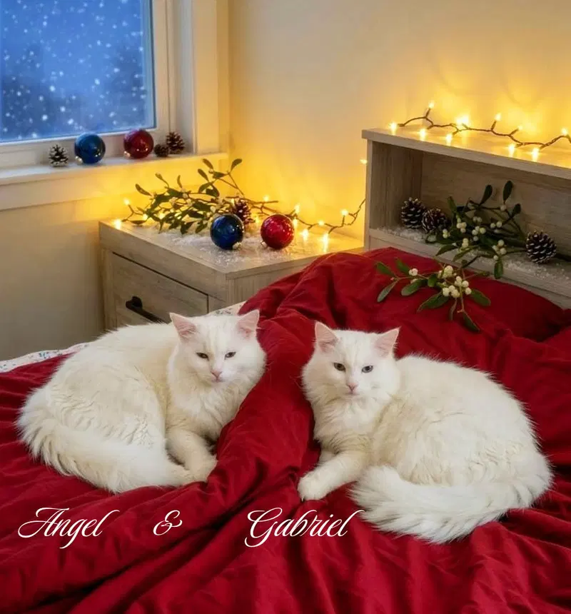 Gabriel, a male kitten up for adoption