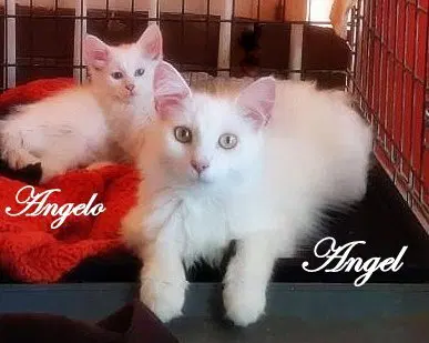 Angel, photo 2
