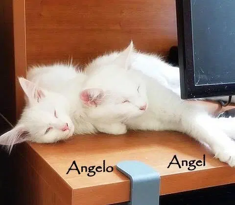 Angel, photo 3