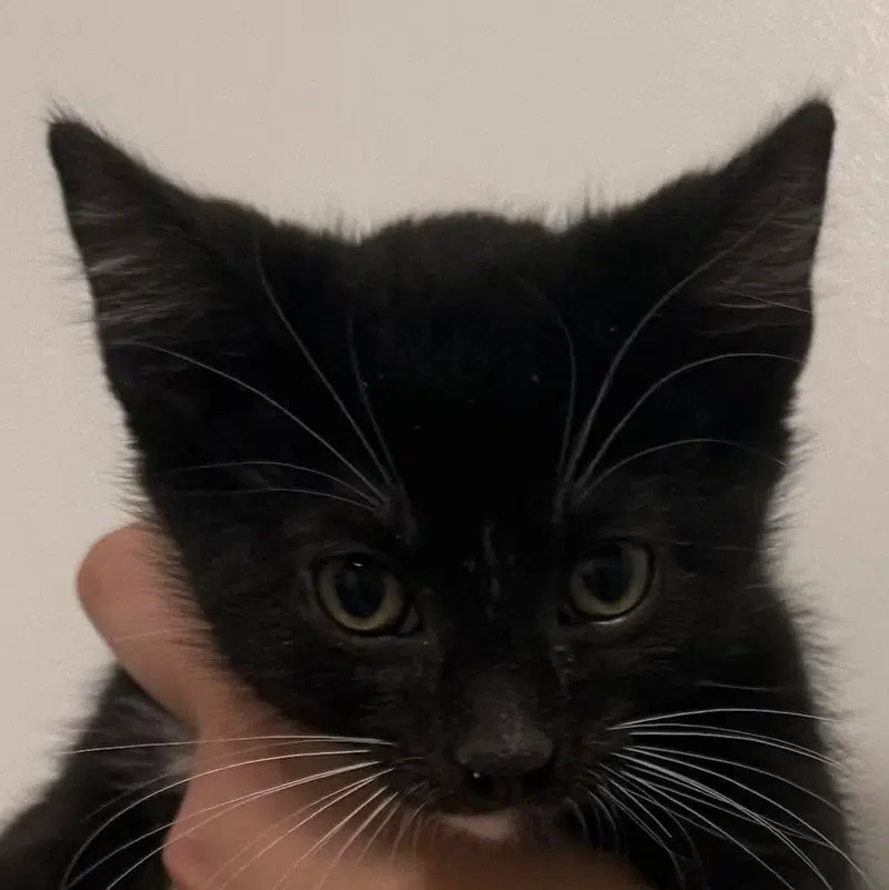 Ash, a male kitten up for adoption