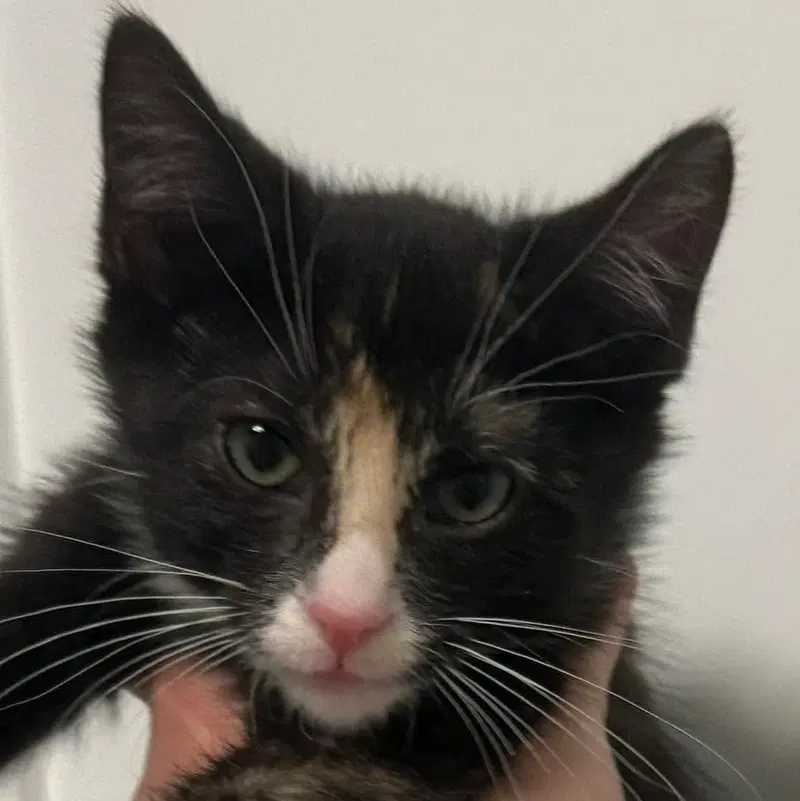 Willow, a female kitten up for adoption
