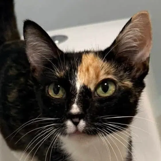 Maple, an adult female cat up for adoption