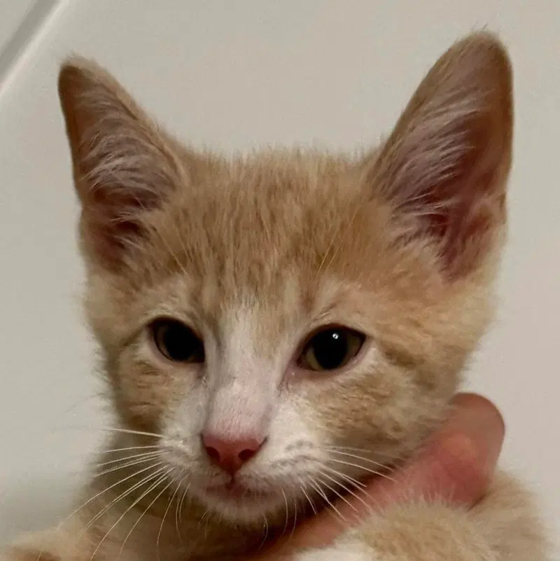 Aspen, a male kitten up for adoption