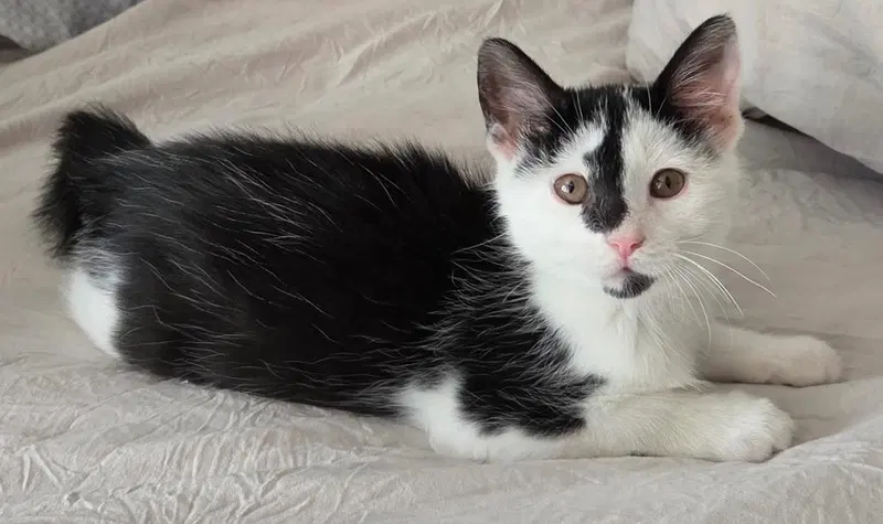 Rosie, a female kitten up for adoption