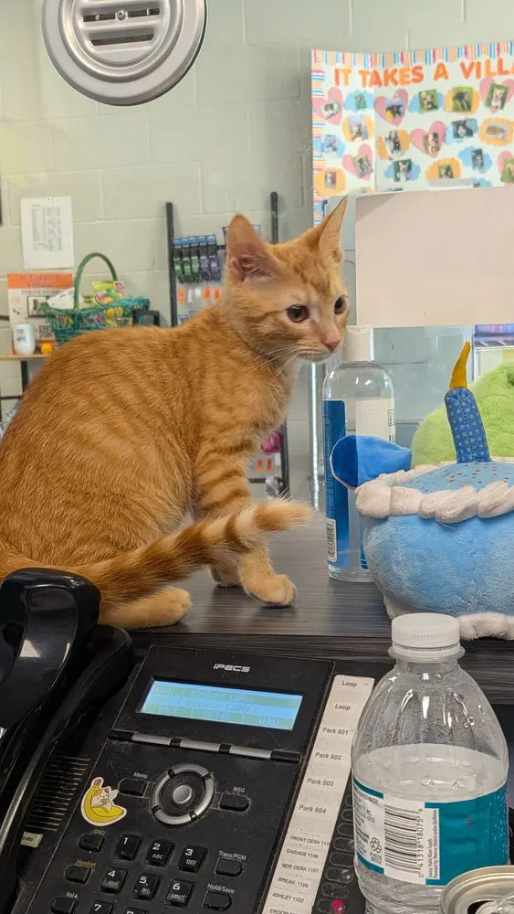 Joplin, a young female cat up for adoption