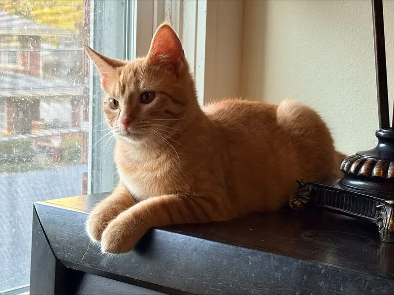Raitt, a young female cat up for adoption