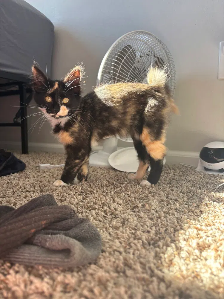 Squeegee, a female kitten up for adoption