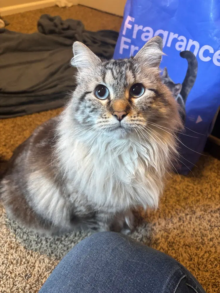 Bella Grace, a young female cat up for adoption