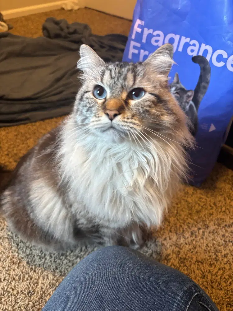 Bella Grace, photo 3