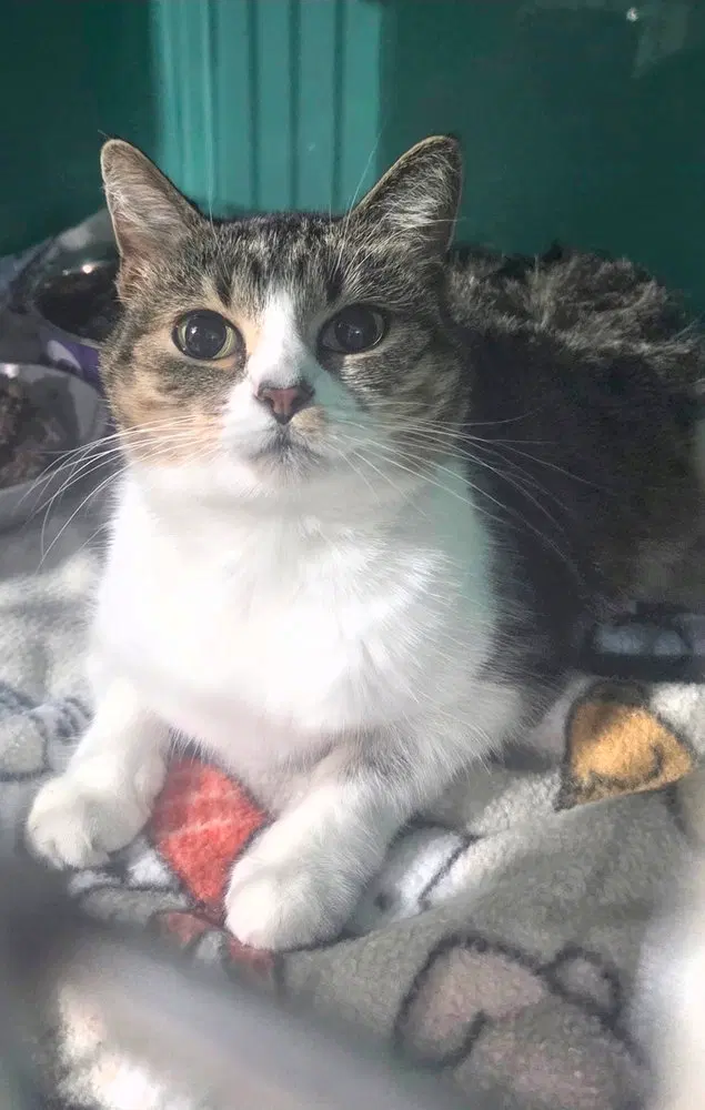 Maggy, a senior female cat up for adoption