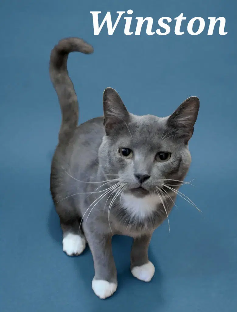 Winston, an adult male cat up for adoption