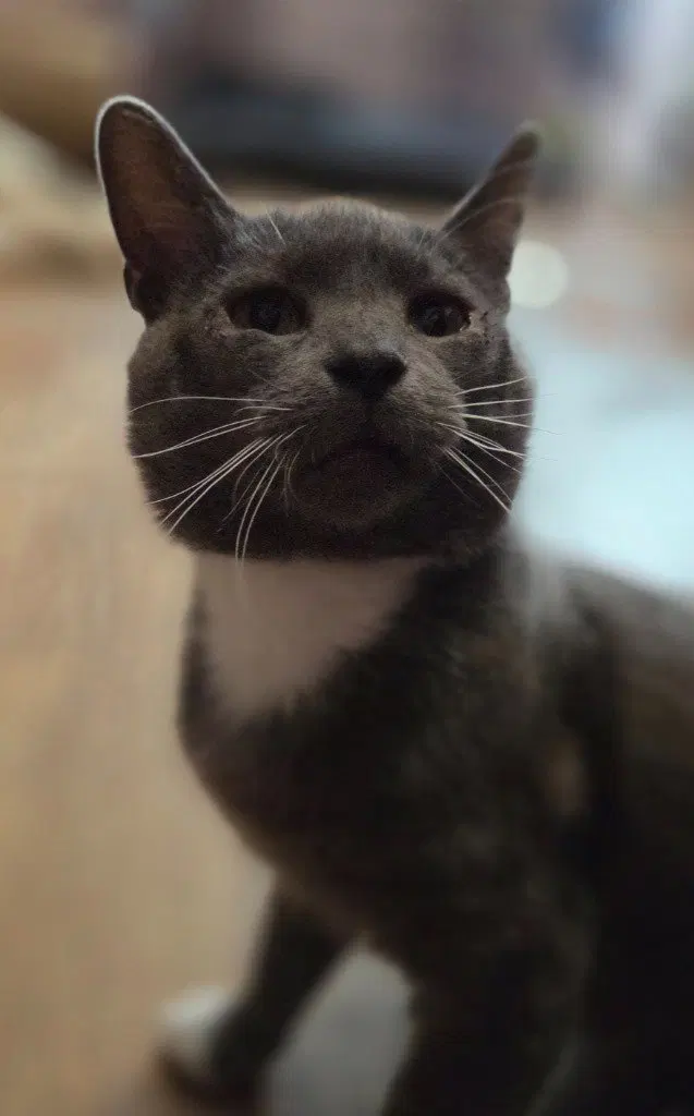 Winston, photo 3