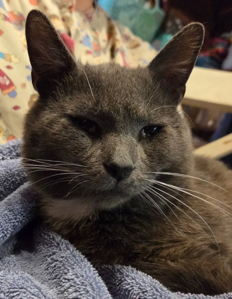 Winston, photo 4