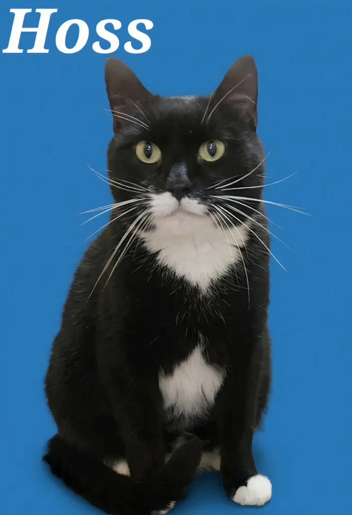 Hoss, an adult male cat up for adoption