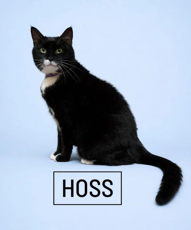 Hoss, photo 3