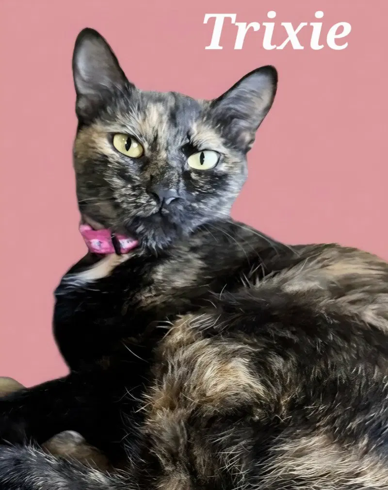 Trixie, an adult female cat up for adoption