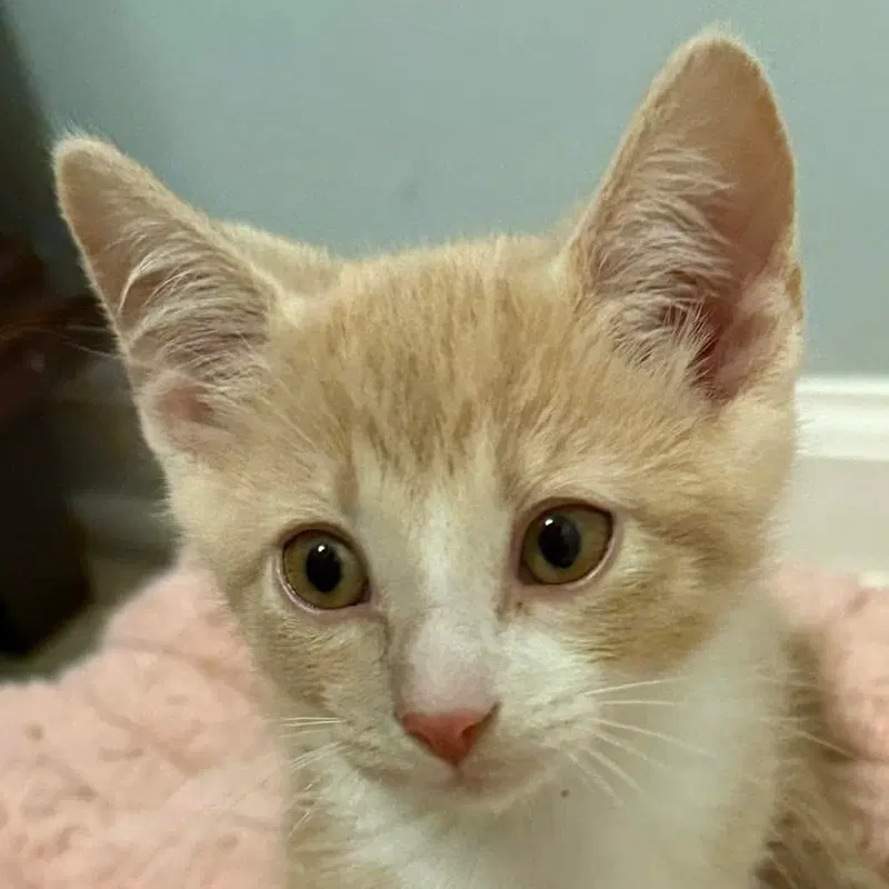 Koa, a male kitten up for adoption
