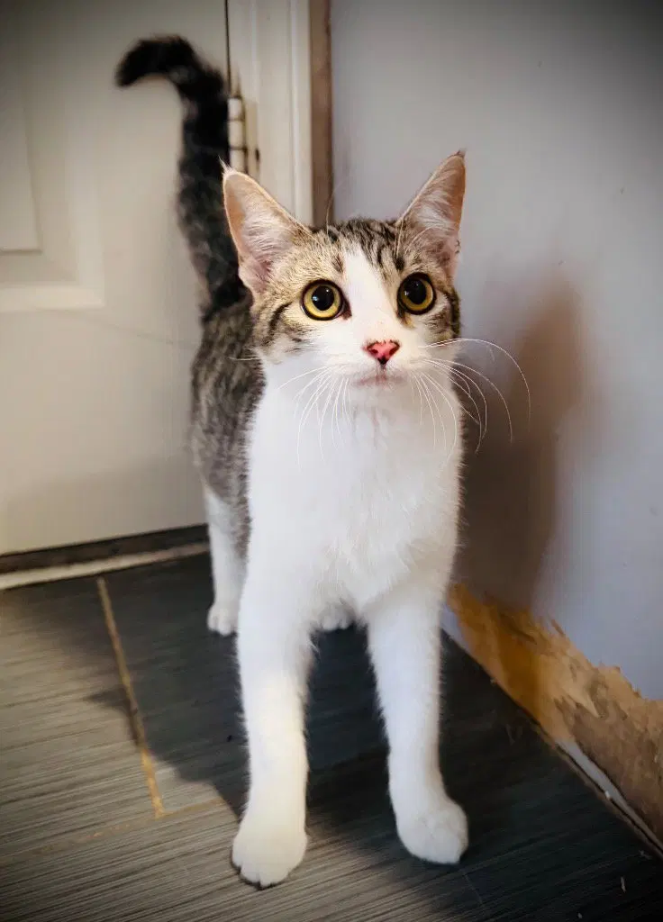 Sam's Bandit, a young female cat up for adoption