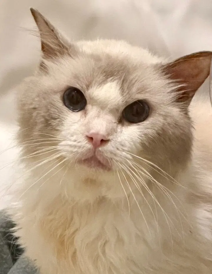 Julian, an adult male Ragdoll cat up for adoption