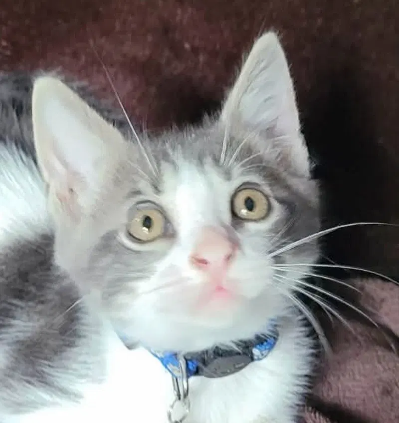 Gizmo2, photo 3