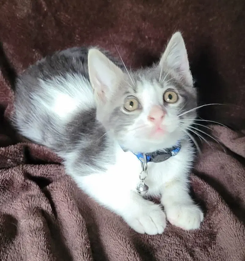 Gizmo2, photo 4