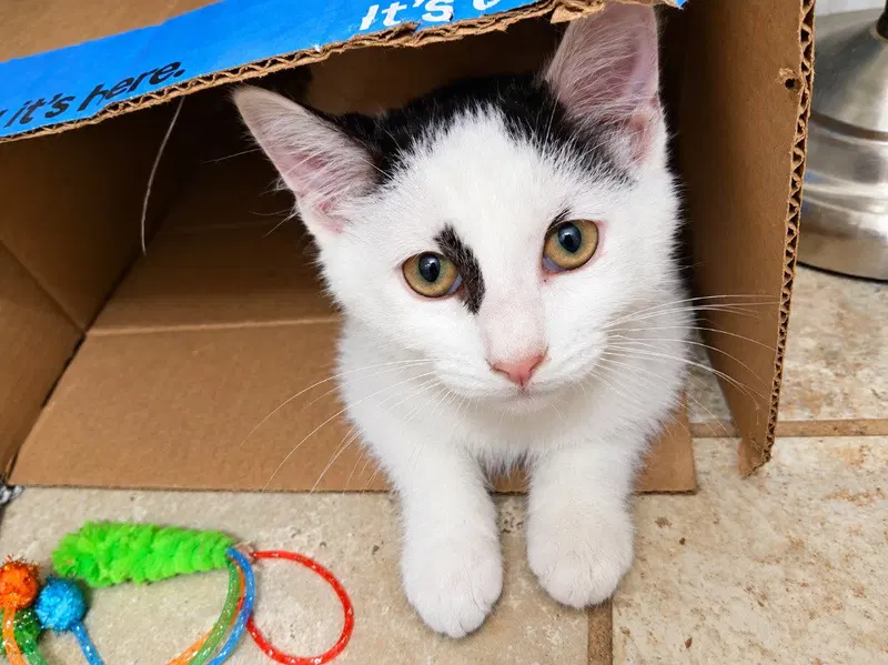 Razz, a male kitten up for adoption