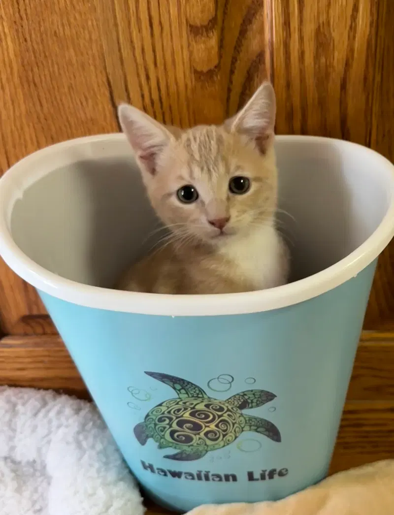 Chai Tea, a male Tabby kitten up for adoption