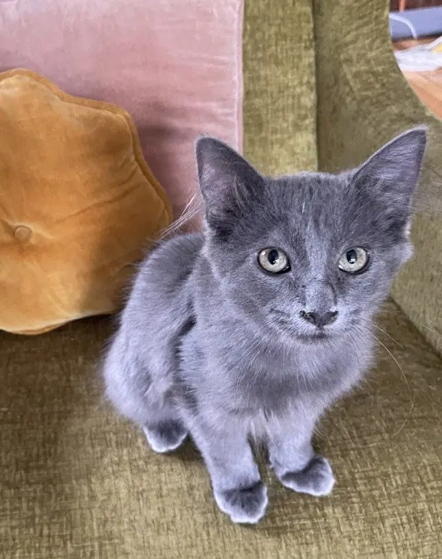 Dippy, a female kitten up for adoption